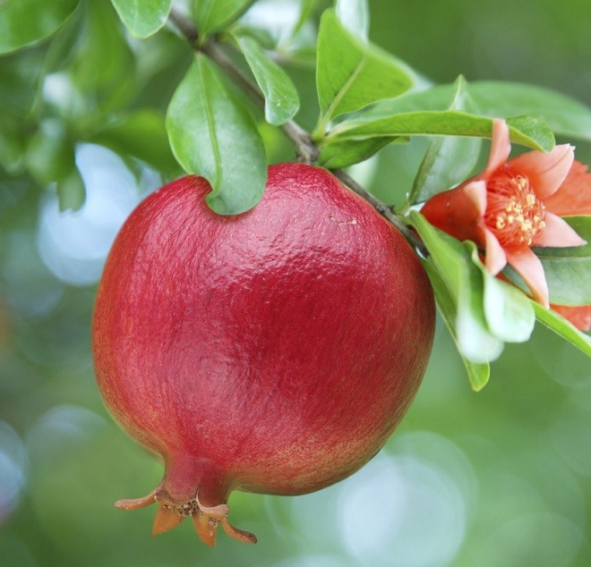 Pomegranate Nutri-Moisturizing Mask New 20ml
