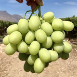 Frudia Green Grape Pore Control Mask New 20ml